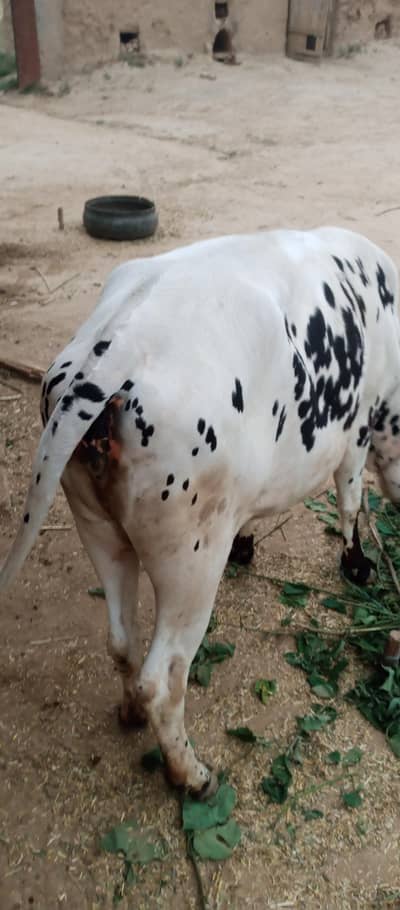 For Qurbani