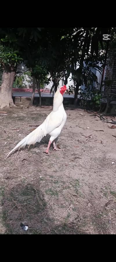 ORIGINAL HEERA