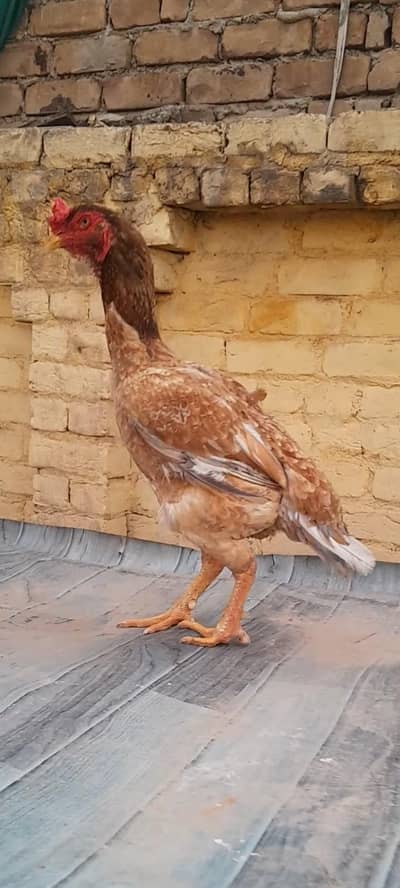 Indian Madrasi aseel female