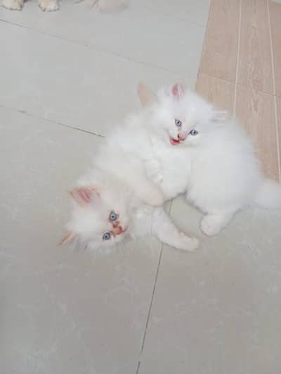 Persian kittens