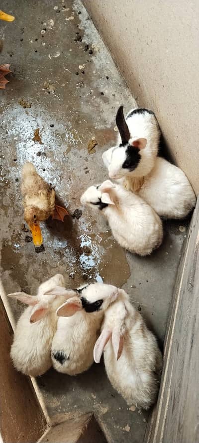 Rabits for sale