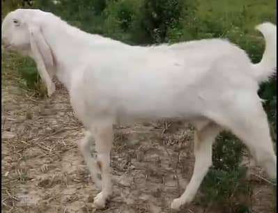 Qurbani bakry 2026