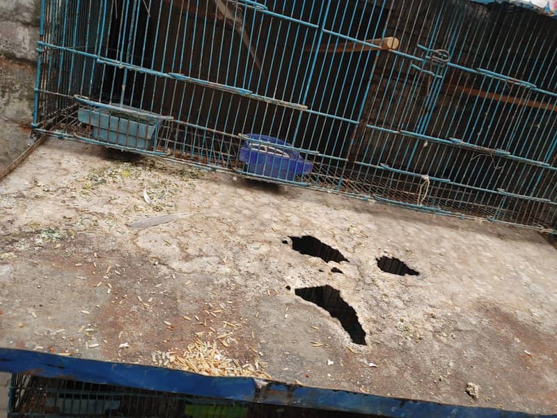 Usad Cage 4