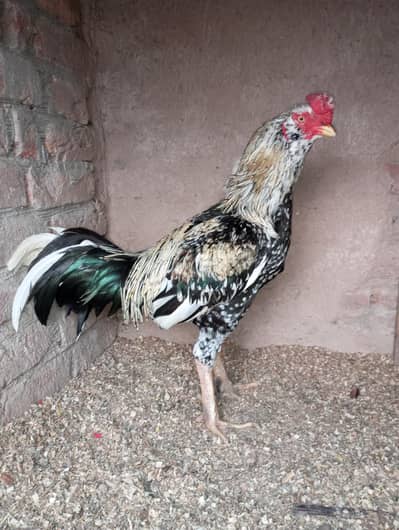Chinna Aseel | Breeder Male | Healthy and Active