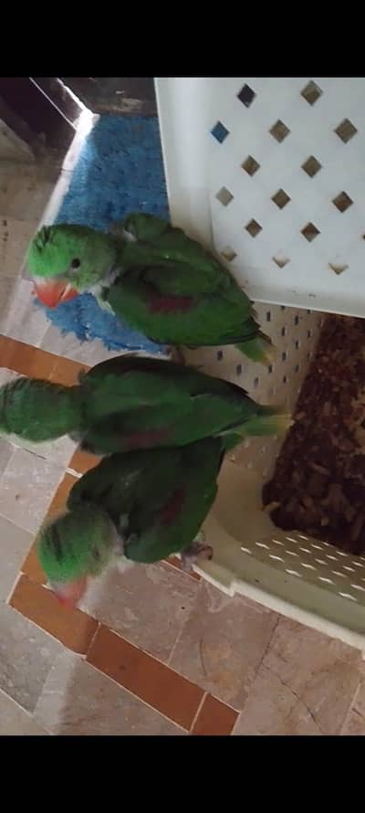 Pahari Raw chick