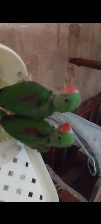 Pahari Raw chick | raw parrot | parrot for sale | ringneck parrot