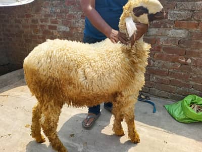 Chhatra For Sale ( Sheep  )