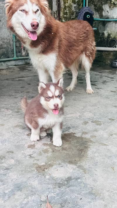 siberian Husk male  puppy