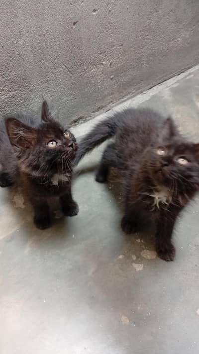 Persian cat kittens