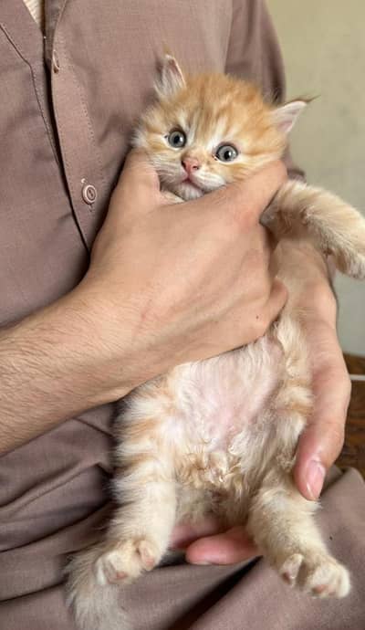 Beautiful baby kittens 2  Sale – Healthy & Friendly