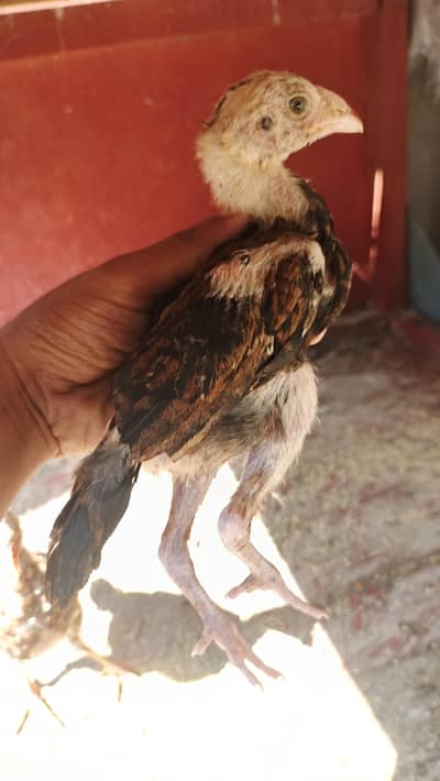 aseel chicks healthy and active
