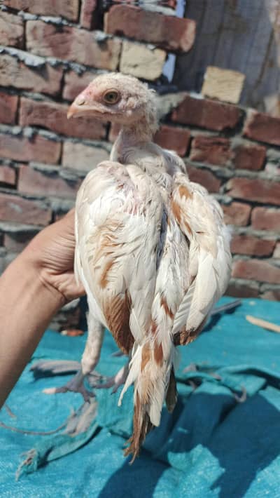 aseel chicks healthy and active
