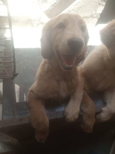 golden retriever puppies