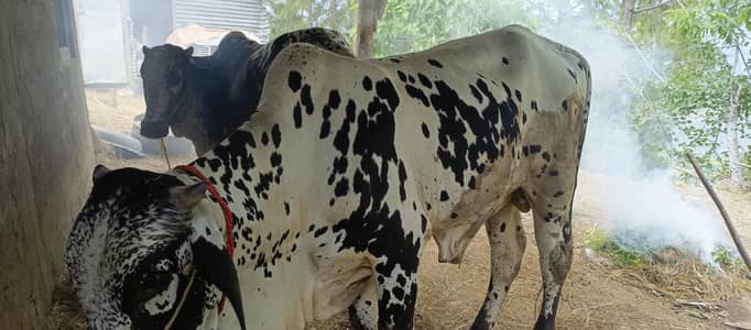Qurbani Bull Available For Sale