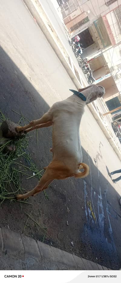 bakra for sell