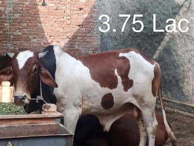 Qurbani Bull | Qurbani Cow | Wacha | 03227619939