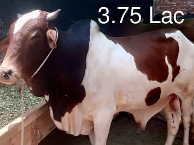 Qurbani Bull | Qurbani Cow | Wacha | 03227619939