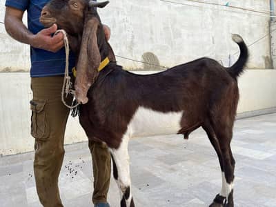 Beautiful Heavy Khssi Bakra