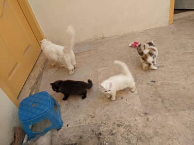 Persian cat with 2 female and 1 male  kitten