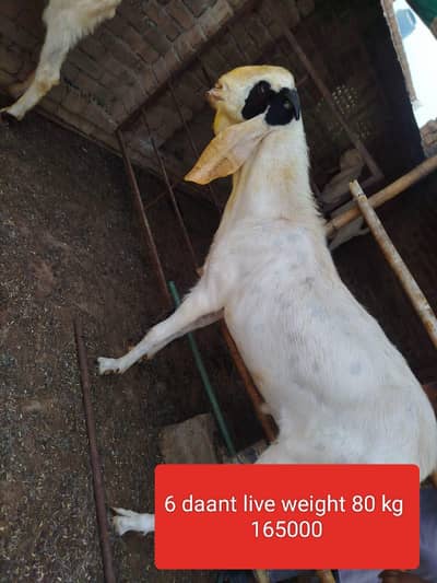 Bakra beautiful Qurbani