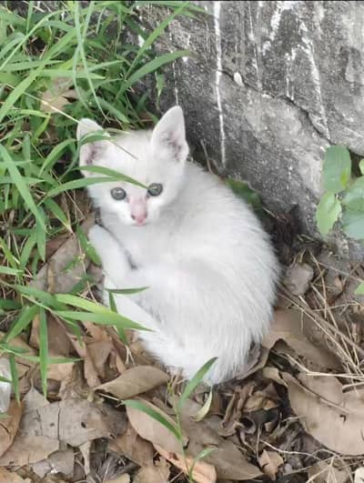cat for sale
