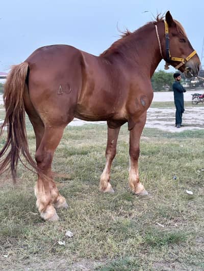 Perchnal Male Horse for Sale | 76 Inches Height | Healthy 03026910197