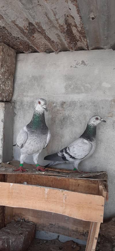Grizzle pigeon pair