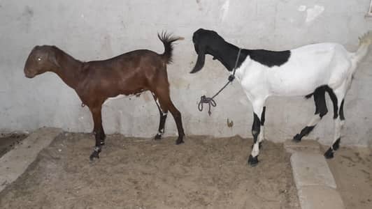 2 Dant Jori Munda Bakra