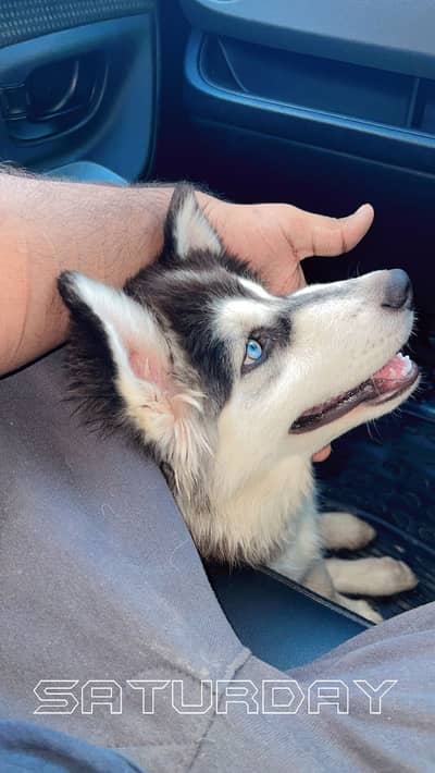 Husky Pup Top Quality for Sell