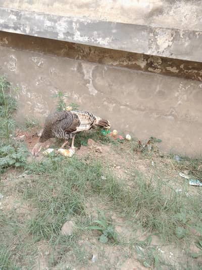 turkey female with 19 chicks