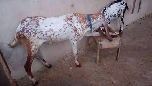 makka cheeni bakra