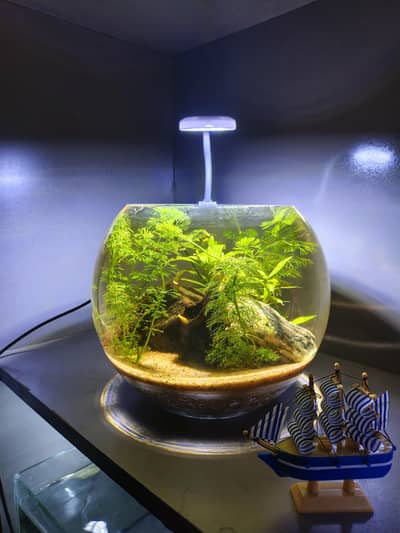 Premium Planted Aquarium Bowl with LED Light