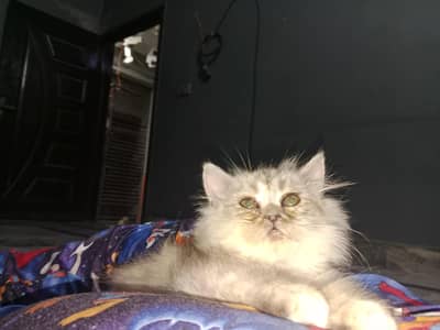 Persian female kitten available 03234102419