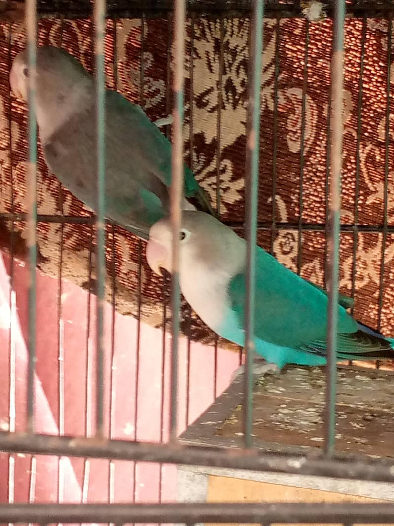 parrot 1