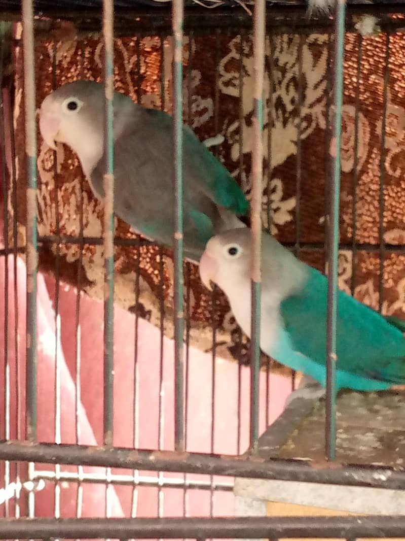 parrot 2