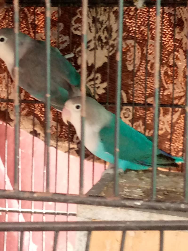 parrot 5