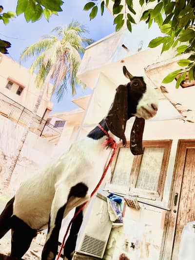 Bakra for sale