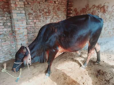 Bachra for sale