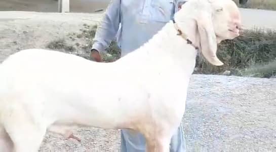 Qurbani ke liye Bakra for sale _03228068308