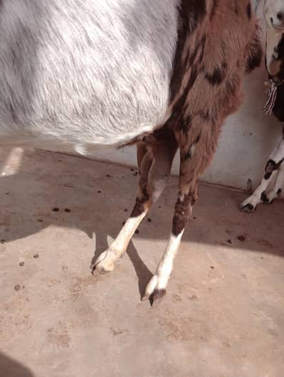 bakri for qarbani