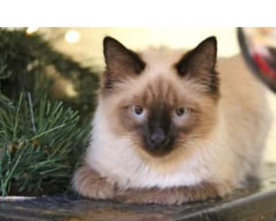 it's baby caT playfull genuine humalian baby kitten  3 cod long hair