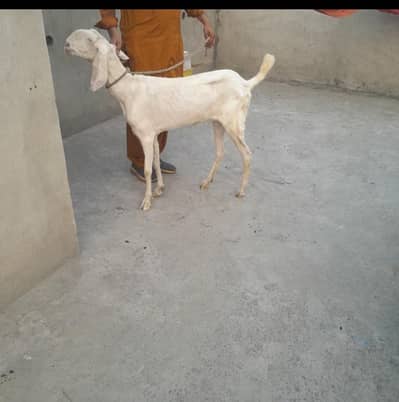 Rajanpuri