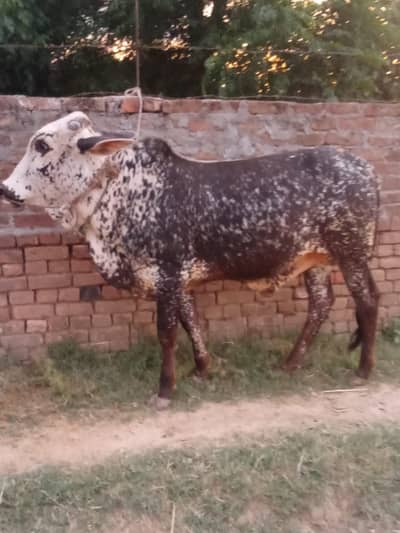 qurbani ky li