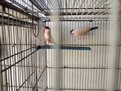 Fawan java pair dark color ready to breed