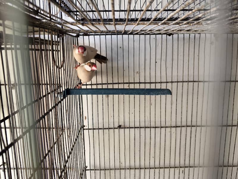 Fawan java pair dark color ready to breed 1