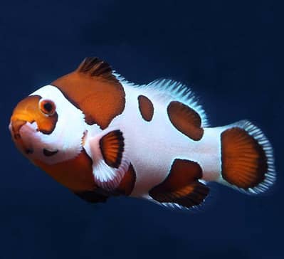 Mocha Clownfish