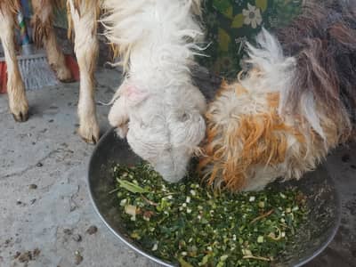 sheeps for sell