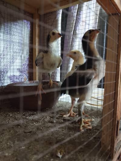 king shamo and parrot beak chicks available