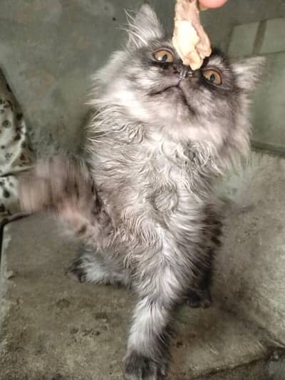 Persian kitten