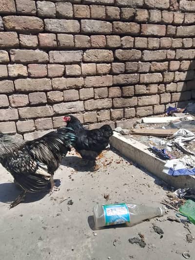 murgha and murghi for sale